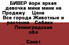 БИВЕР йорк яркая девочка мини мини на Продажу! › Цена ­ 45 000 - Все города Животные и растения » Собаки   . Ленинградская обл.,Санкт-Петербург г.